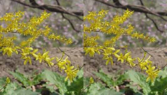 【镜头合集】黄色鲜花迎春花植物园高清在线视频素材下载