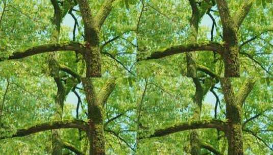 樟树的树冠高清在线视频素材下载
