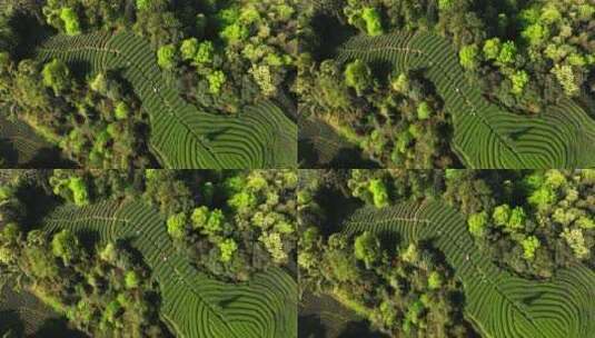 四川雅安大地指纹绿茶基地航拍高清在线视频素材下载