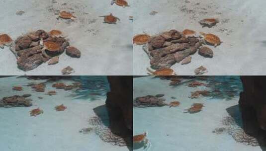 大海小海龟高清在线视频素材下载