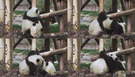 成都熊猫基地熊猫幼崽一起玩耍高清在线视频素材下载