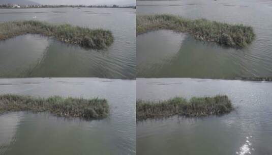 云南大理湿地鸟类15高清在线视频素材下载