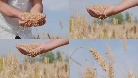 小麦素材高清在线视频素材下载