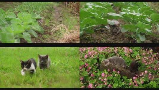 可爱小猫猫咪在草地田地家里玩耍撸猫养猫高清在线视频素材下载