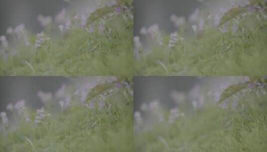 园林  盆栽  红花酢浆草 野花 绿化03高清在线视频素材下载