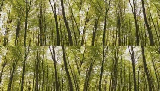 森林中央高大树木高清在线视频素材下载