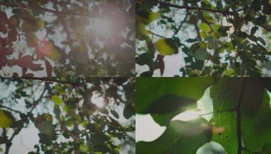 阳光明媚穿过树叶太阳森林树木植被高清在线视频素材下载