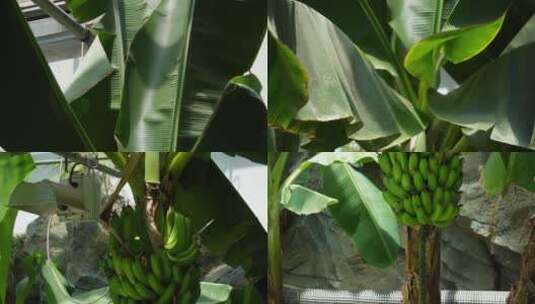 悬挂的香蕉芭蕉果实高清在线视频素材下载