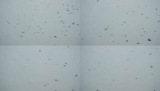 一大群珍稀鸟类中华秋沙鸭在河面飞行高清在线视频素材下载
