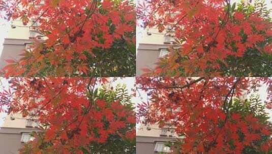 秋天里的红色枫叶阳光枫树高清在线视频素材下载