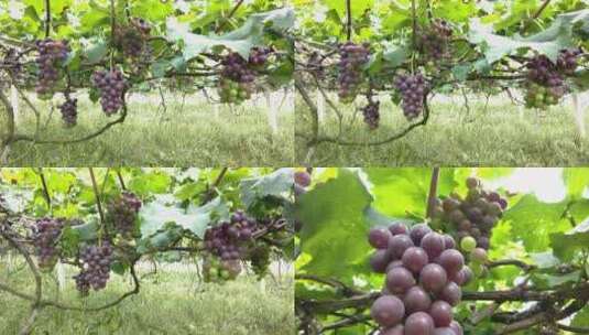 葡萄产地高清在线视频素材下载