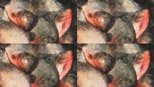 亚马孙河食人鱼捕捞高清在线视频素材下载
