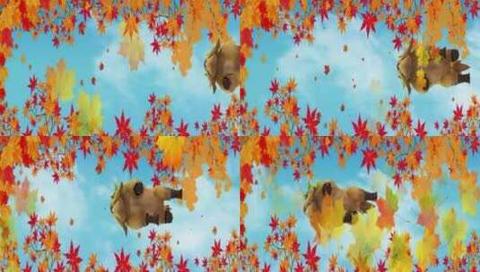 唯美枫树叶子飘落 牛狐 花瓣粒子网红天幕高清在线视频素材下载