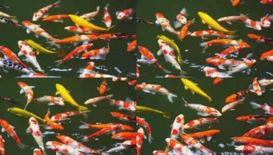 池塘中游弋的锦鲤高清在线视频素材下载