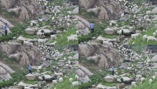 石壁山羊喝水吃草喝水放牧人摇山林高清在线视频素材下载