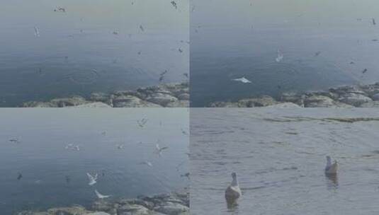 一群海鸥飞过头顶高清在线视频素材下载