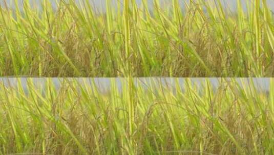 优质稻水稻特写1高清在线视频素材下载