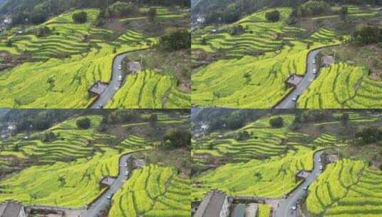 浙江浦江春季民生村油菜花海梯田风光4K航拍高清在线视频素材下载