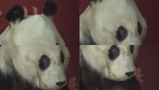 动物标本大熊猫国宝高清在线视频素材下载
