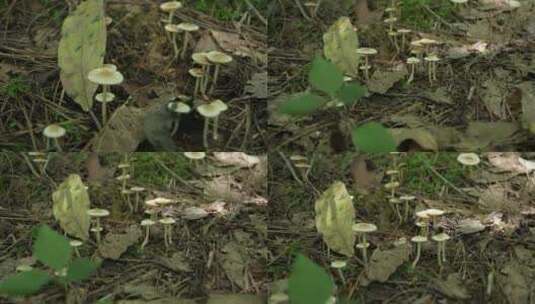 【4K原创】原始森林野生蘑菇绿色苔藓植物3高清在线视频素材下载