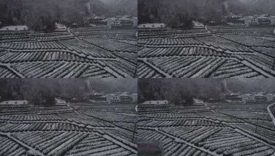 DJI航拍新农村绿色生态茶园-农家小院-茶厂高清在线视频素材下载