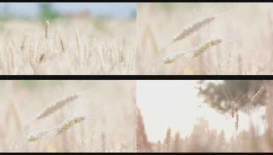 秋天麦田 金黄色的麦穗 麦穗特写 组镜高清在线视频素材下载