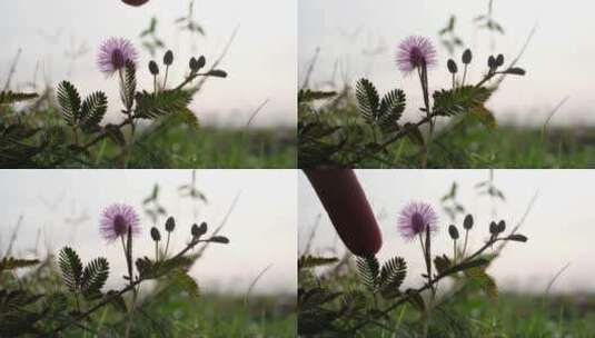 含羞草的花朵 (2)高清在线视频素材下载