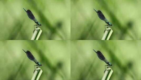美丽的蜻蜓高清在线视频素材下载