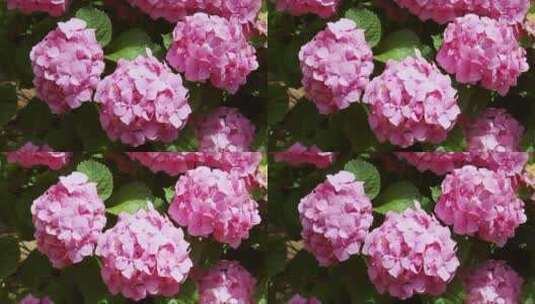 晴天粉红色的荷兰花绣球花高清在线视频素材下载
