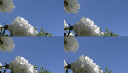 白色牡丹花随风飘荡高清在线视频素材下载