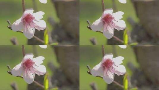 桃花特写高清在线视频素材下载