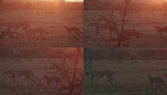 草原上的猎豹高清在线视频素材下载