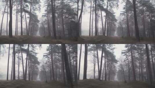 冬季清晨迷雾森林高清在线视频素材下载