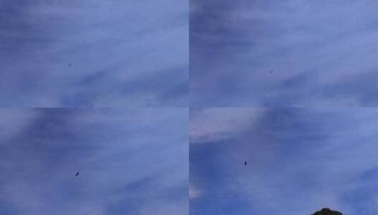 翱翔在蓝天上的雄鹰高清在线视频素材下载