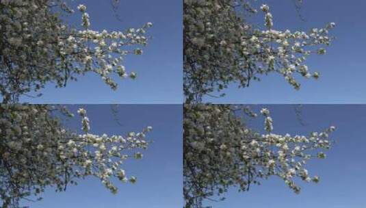 盛开的果树高清在线视频素材下载