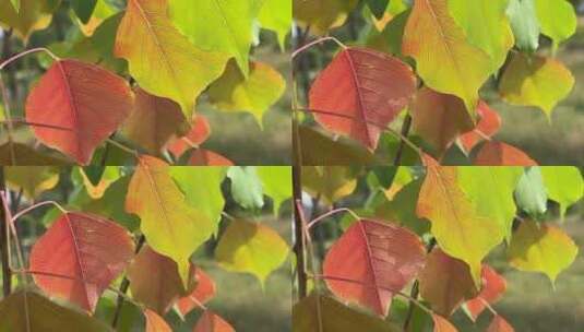 秋天公园的树叶高清在线视频素材下载