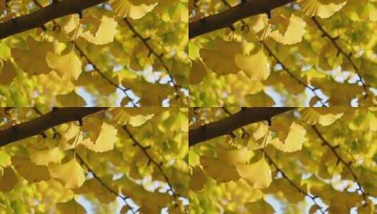 秋天阳光下摇曳的银杏树叶特写高清在线视频素材下载
