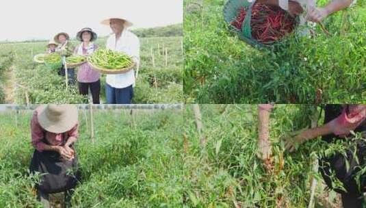 辣椒种植基地高清在线视频素材下载