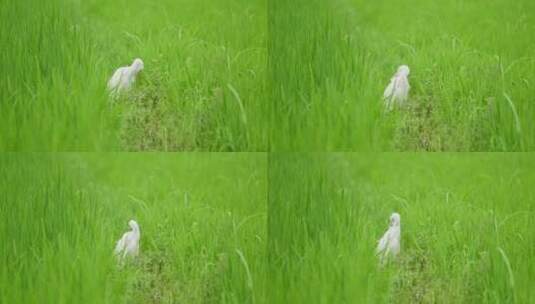 夏天绿色稻田里清理毛发的白鹭高清在线视频素材下载