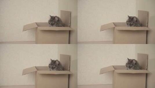 坐在纸箱里的猫高清在线视频素材下载
