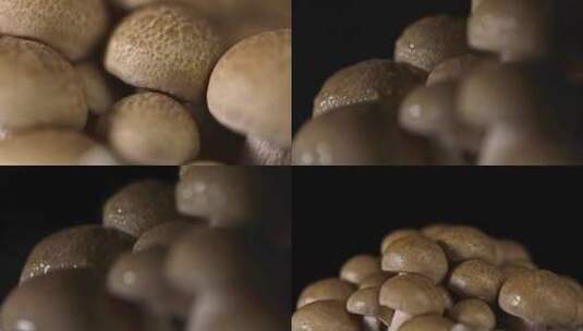 蟹味菇 蘑菇合集高清在线视频素材下载