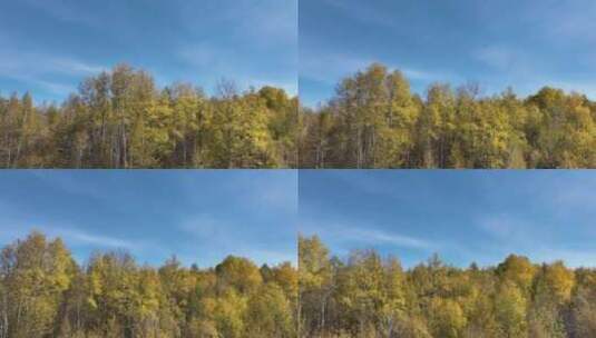 航拍秋天茂密的彩色树林高清在线视频素材下载