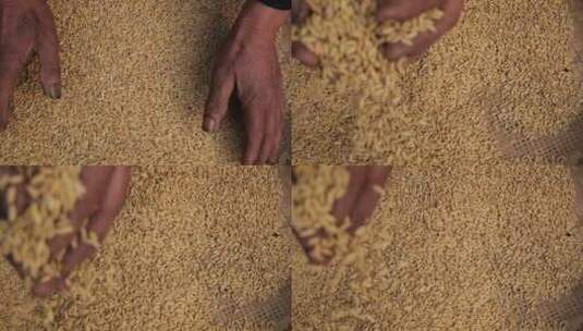 双手捧起饱满的稻谷大米粮食高清在线视频素材下载
