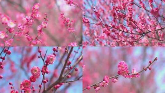 春天盛开的红梅梅花花开高清在线视频素材下载