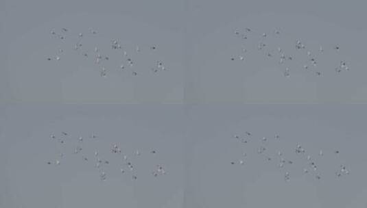 城市高空飞翔的鸽子 北京鸽子高清在线视频素材下载