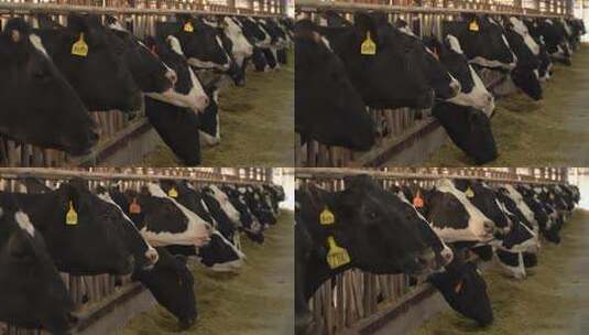 奶牛 小奶牛 奶牛场 奶牛养殖 (85)高清在线视频素材下载