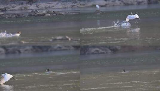 鸟中国宝中华秋沙鸭被两只小白鹭追赶夺食2高清在线视频素材下载