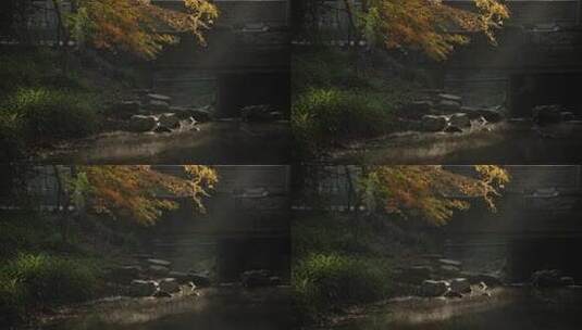 杭州九溪秋天早晨阳光洒在金黄枫树叶高清在线视频素材下载