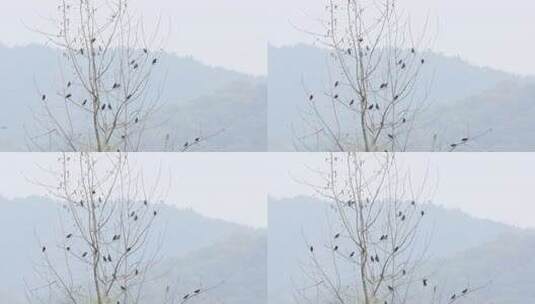 春天一群八哥鸟在树枝栖息高清在线视频素材下载