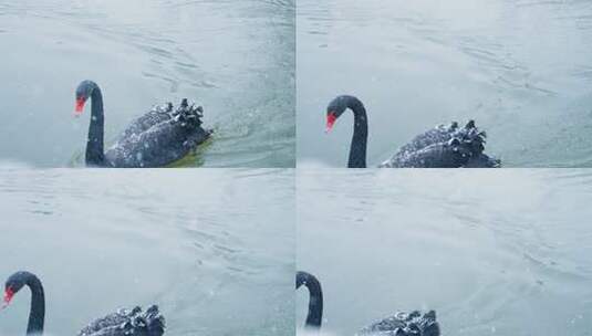 观山湖公园红嘴海鸥高清在线视频素材下载